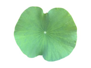 Nilüfer yaprağı ya da nilüfer yaprağı kesme yolları ile beyaz arkaplanda izole.