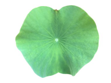 Nilüfer yaprağı ya da nilüfer yaprağı kesme yolları ile beyaz arkaplanda izole.