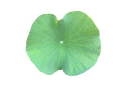 Nilüfer yaprağı ya da nilüfer yaprağı kesme yolları ile beyaz arkaplanda izole.