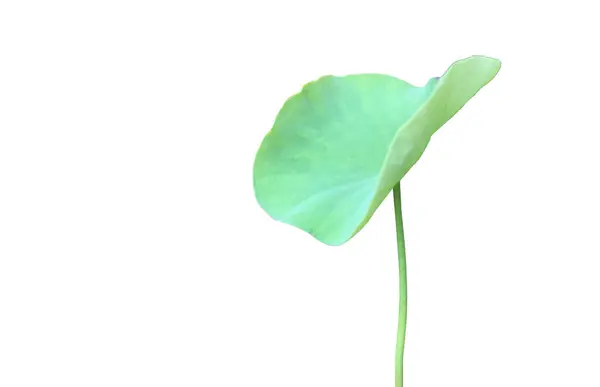 stock image Lotus leaf or waterlily leaf isolated on white background with clipping paths.