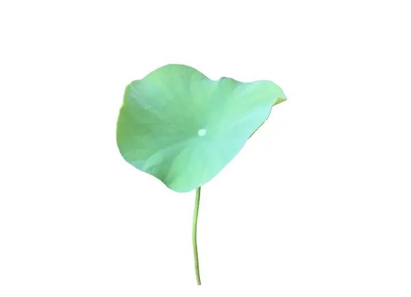 stock image Lotus leaf or waterlily leaf isolated on white background with clipping paths.