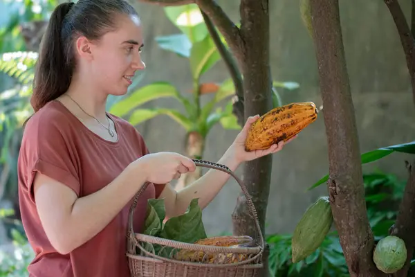 Jonge Volwassen Duitse Vrouw Houdt Mand Plukken Gele Rijpe Cacao Stockfoto