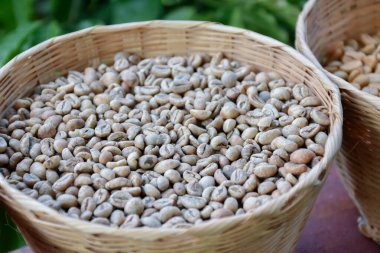 Ev yapımı organik kurutulmuş ve kızarmış kahve çekirdekleri.