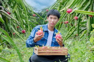 Genç Asyalı ejderha meyve bahçıvanı sabah geç saatlerde meyve bahçesinden kırmızı ejderha meyvelerini topluyor ya da topluyor..