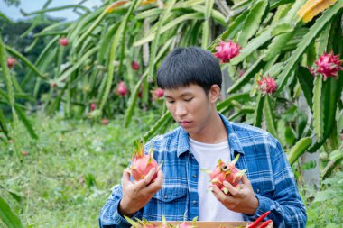 Genç Asyalı ejderha meyve bahçıvanı sabah geç saatlerde meyve bahçesinden kırmızı ejderha meyvelerini topluyor ya da topluyor..