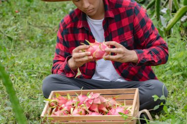 Genç Asyalı ejderha meyve bahçıvanı sabah geç saatlerde meyve bahçesinden kırmızı ejderha meyvelerini topluyor ya da topluyor..