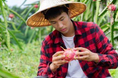 Genç Asyalı ejderha meyve bahçıvanı sabah geç saatlerde meyve bahçesinden kırmızı ejderha meyvelerini topluyor ya da topluyor..