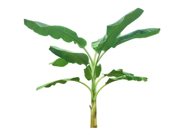 stock image Isolated banana leaf and tree with clipping paths.