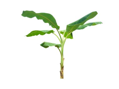 Kesme yolları olan izole edilmiş muz yaprağı ve ağaç.