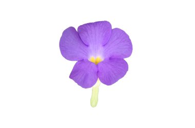 Acanthaceae çiçeği kırpma yolları ile beyaz arkaplanda izole.