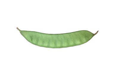 Bauhinia acuminata ağacının izole edilmiş genç kapsülü beyaz arka planda kırpma yolları ile.