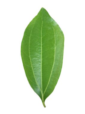 İzole edilmiş Saigon tarçın, Cinnamomum loureiroi, Vietnam tarçın ya da beyaz arka planda Vietnamlı cassia yaprağı..