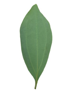 İzole edilmiş Saigon tarçın, Cinnamomum loureiroi, Vietnam tarçın ya da beyaz arka planda Vietnamlı cassia yaprağı..