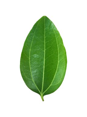 İzole edilmiş Saigon tarçın, Cinnamomum loureiroi, Vietnam tarçın ya da beyaz arka planda Vietnamlı cassia yaprağı..