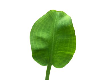 Pontederia crassipes veya su sümbülü yaprağı kesme yolları ile beyaz zemin üzerinde izole.