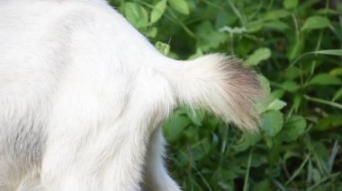 Genç Asyalı evcil keçi çayırlarda dolaşıyor ve yerel halk parkında taze ve taze bitki ve ot arıyor..