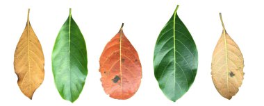 Beyaz arka planda kesme yolları olan çeşitli meyve yaprakları izole edildi.