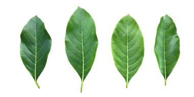 Isolated various kinds of jackfruit leaf on white background with clipping paths. clipart