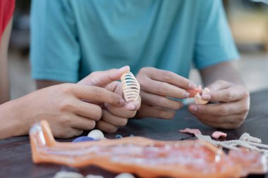 Asyalı öğrenciler iç organların mini plastik modelini ellerinde tutuyorlar ve önlerindeki insan modeline sokuyorlar, insan konseptinin vücut ve organları üzerine bilimsel çalışmalar yapıyorlar..