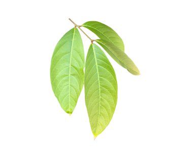 Kraliçe Crepe Myrtle 'ın yeşil yaprakları beyaz arka planda izole edilmiş, kesme yolları.