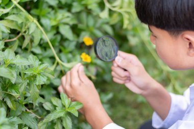 A young teenager holds a magnifying glass to look at plants, leaf, and flowers in school's botanical garden of his school, science, botany, and nature study of young people concept. clipart