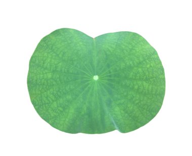 Ayrı nilüfer çiçeği ya da beyaz zemin üzerinde kırpma yolları olan sulu yaprak.