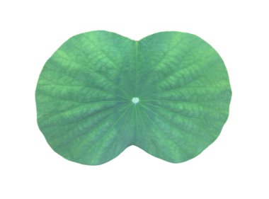 Ayrı nilüfer çiçeği ya da beyaz zemin üzerinde kırpma yolları olan sulu yaprak.