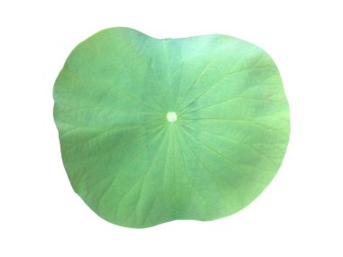 Ayrı nilüfer çiçeği ya da beyaz zemin üzerinde kırpma yolları olan sulu yaprak.