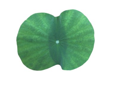 Ayrı nilüfer çiçeği ya da beyaz zemin üzerinde kırpma yolları olan sulu yaprak.