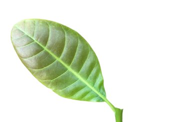 Kesme yolları olan izole edilmiş kaju fıstığı yaprağı..