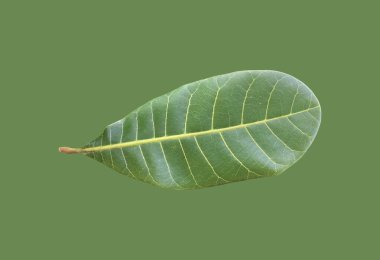 Kesme yolları olan yalıtılmış kaju yaprağı..