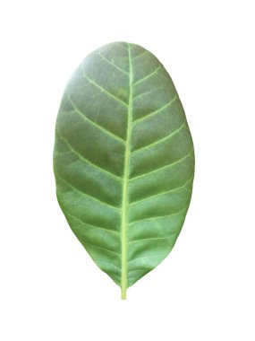 Kesme yolları olan izole edilmiş kaju fıstığı yaprağı..