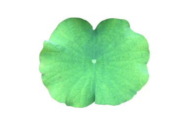 Ayrı nilüfer çiçeği ya da beyaz zemin üzerinde kırpma yolları olan sulu yaprak.