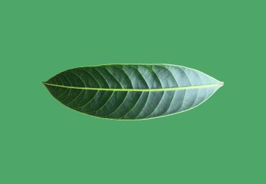 Isolated marian plum leaf on green background with clipping paths. clipart