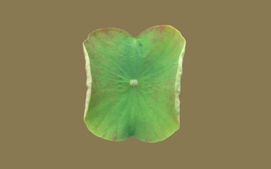 Ayrı nilüfer çiçeği ya da beyaz zemin üzerinde kırpma yolları olan sulu yaprak.