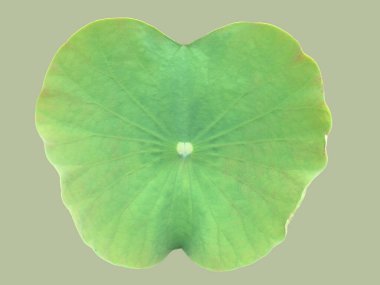 Ayrı nilüfer çiçeği ya da beyaz zemin üzerinde kırpma yolları olan sulu yaprak.