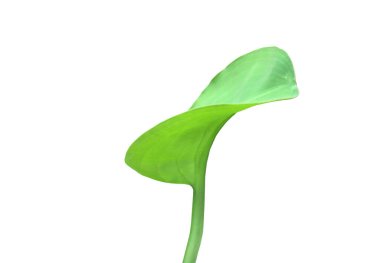 İzole Limnocharis flava, Pontederia crassipes veya Eichhornia crassipes bud and leaf kesme yolları ile.