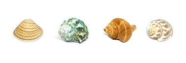 İzole edilmiş ölü ve kuru deniz kabukları beyaz arka planda kırpma yolları ile.