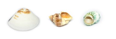 İzole edilmiş ölü ve kuru deniz kabukları beyaz arka planda kırpma yolları ile.