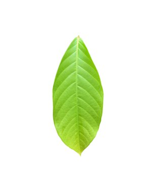 Beyaz arka planda yeşil Kraliçe Krep Mersin yaprakları kırpma yolları ile izole.