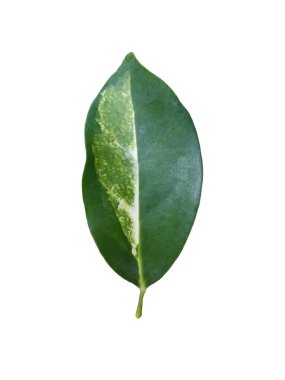 Minyatür Şemsiye yaprağı kırpma yollarıyla beyaz arkaplanda izole edildi.