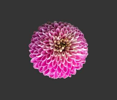 İzole edilmiş pembe kasımpatı ya da kırpma yolları olan ponpon başı..