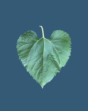 Kesme yolları olan izole bir ayçiçeği bitkisi..