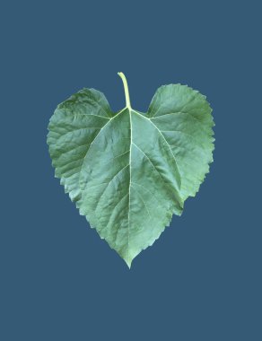 Kesme yolları olan izole bir ayçiçeği bitkisi..