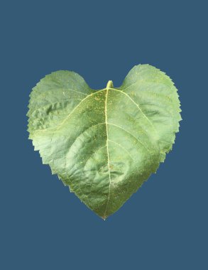 Kesme yolları olan izole bir ayçiçeği bitkisi..