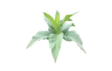 İzole tütün bitkileri, yaprak, dal ve ağaç kesme yolları ile.