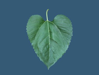 Kesme yolları olan izole bir ayçiçeği bitkisi..