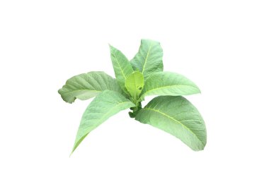 İzole tütün bitkileri, yaprak, dal ve ağaç kesme yolları ile.