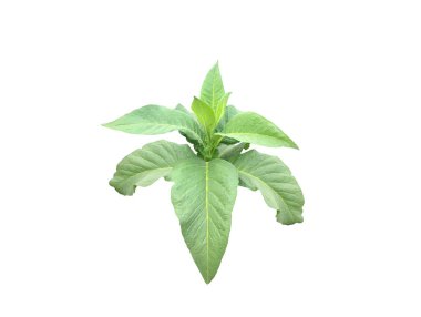 İzole tütün bitkileri, yaprak, dal ve ağaç kesme yolları ile.