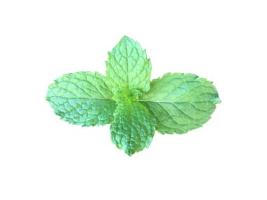 Kesme yolları olan beyaz zemin üzerinde izole edilmiş nane yaprağı veya mutfak nane yaprağı.